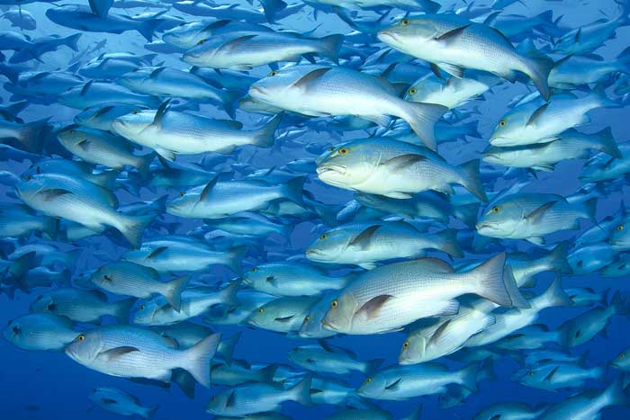 Temperaturgenaue Wasserkühlung für die Meeresfischzucht